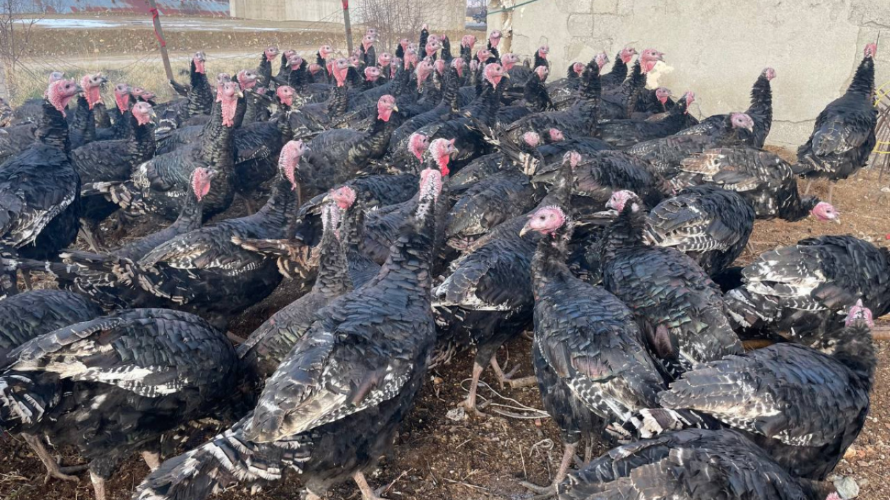 Danimarka'da 36 bin hindi kuş gribi nedeniyle itlaf ediliyor